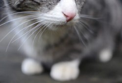 高效推广策略：提升网站流量的营销软文技巧