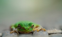 自建站运营全攻略：从搭建到推广的实战指南