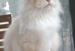 网站制作与SEO优化技巧全解析