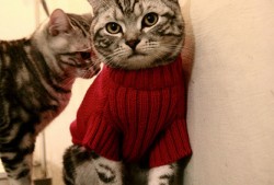 建站常用技术有哪些