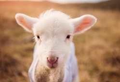 如何高效搭建移动网站：实用方法与详细指南