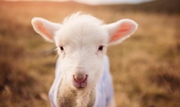 野炊中的心灵感悟与生活态度