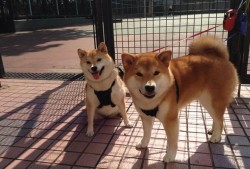 北京建站技术开发优化与应用实践