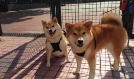 淄博网站SEO优化与制作服务