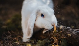 狒狒社交网络站点搭建全攻略