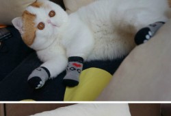 AI建站工具高效使用全攻略