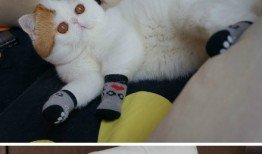 中卫建站技术解析与应用