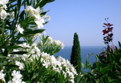 子建站专注为商家提供专业技术支持