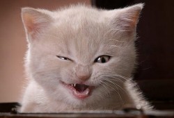 绥阳建站技术解析与应用指南