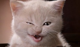 企业网站SEO优化提升排名的实用指南