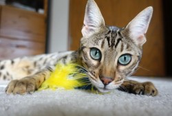 互联网络大赛官方网站