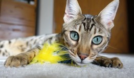 互联网络信息中心官方网站网址