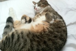 建站技术难点与解决方案分析报告