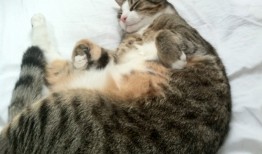 建站技术难点与解决方案分析报告