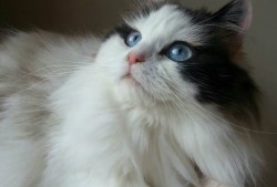 牙克石网站SEO优化策略与技巧解析