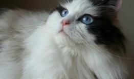 盘古建站技术全面支持服务