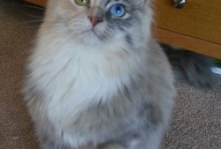 提升同行网站SEO优化效果的实用策略