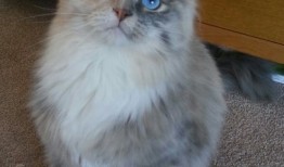 新闻稿优化技巧与SEO策略全解析