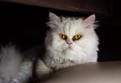 快速建站技术解析与应用指南