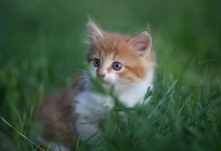 提升网站性能与用户体验的建站优化技术