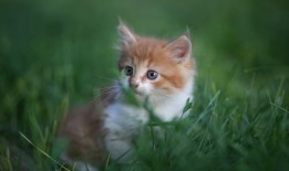 互联网络云电视：智能时代的全新视听体验