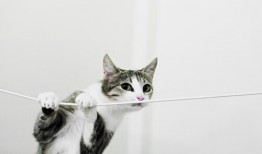 宣城网站SEO优化与设计技巧全解析