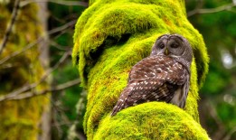 新市区网站SEO优化排名全解析