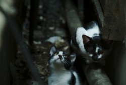 建站技术规范与实施指南