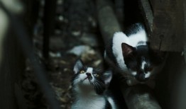 新手建站预算规划全攻略