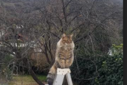 MIP技术助力高效建站新体验