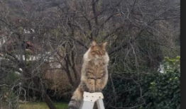 MIP技术助力高效建站新体验